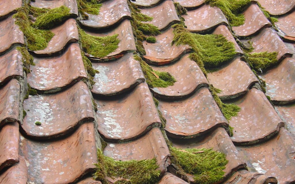 Moss and algae growing on roof shingles, a job for soft washing